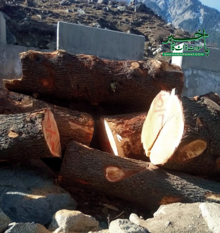 بحرین، درختوں کی کٹائی اور قوموں کی مشترکہ زمین کی غیر قانونی فروخت کا انکشاف