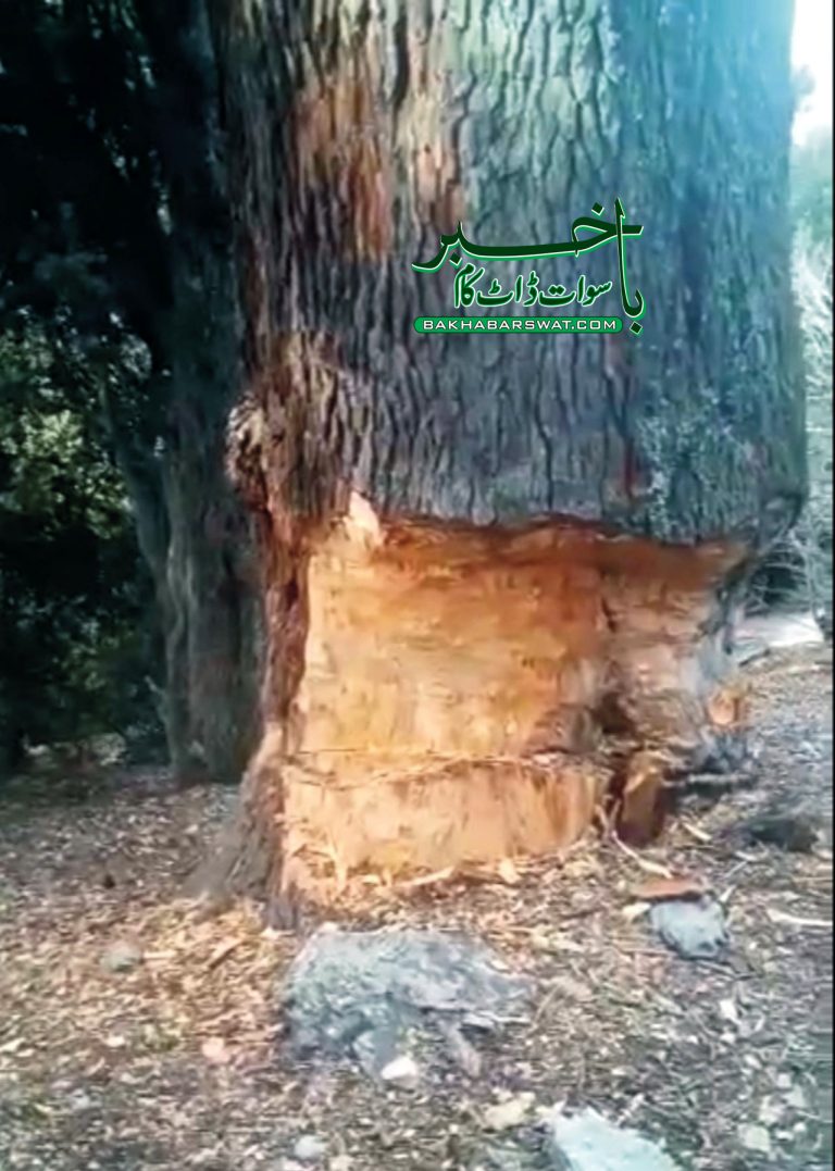 کالام، درختوں کی بے دریغ کٹائی جاری