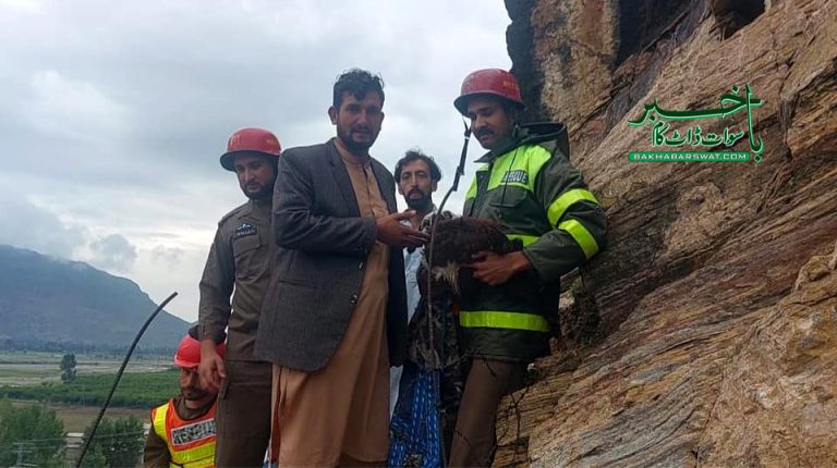 بریکوٹ، پہاڑی میں بارش کے باعث پھنسی بکری ریسکیو کرلی گئی