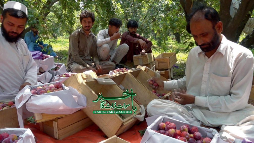 سوات، رس بھرے آلوچے ”فضلِ منانئی“ کی فصل تیار