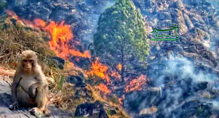 سوات، پہاڑوں میں آگ لگنے سے 20فیصد جنگلی حیات جل کر راکھ