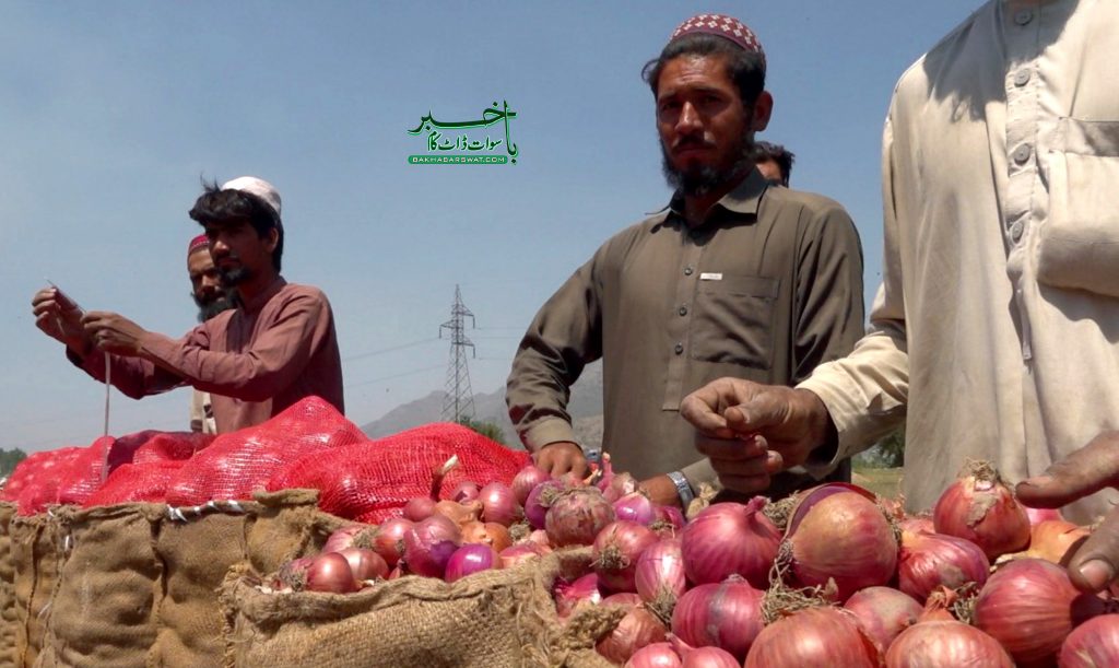 سوات میں پیاز کی فصل تیار ہے، خصوصی رپورٹ