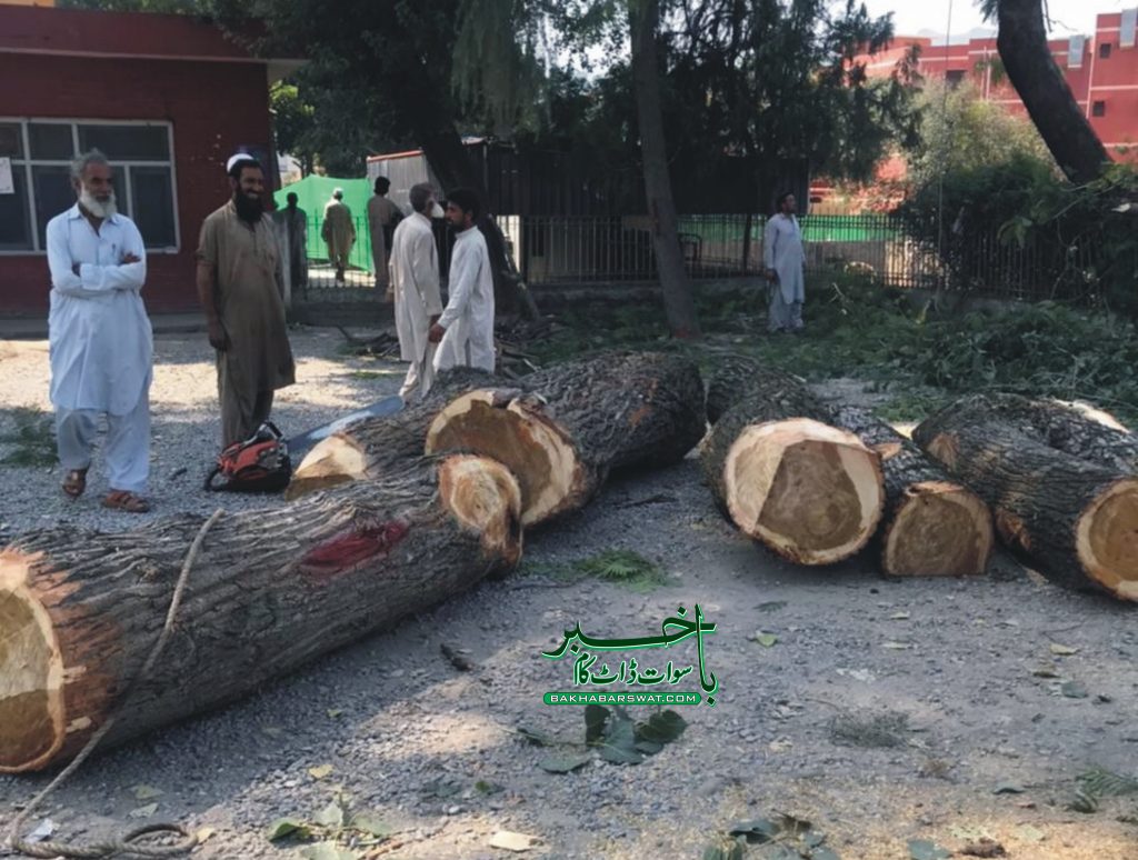 سوات، درختوں کی غیر قانونی  کٹائی پر دفعہ 144 نافذ