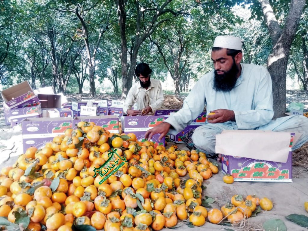 سوات، سیزن کے آخری پھل املوک کی فصل تیار
