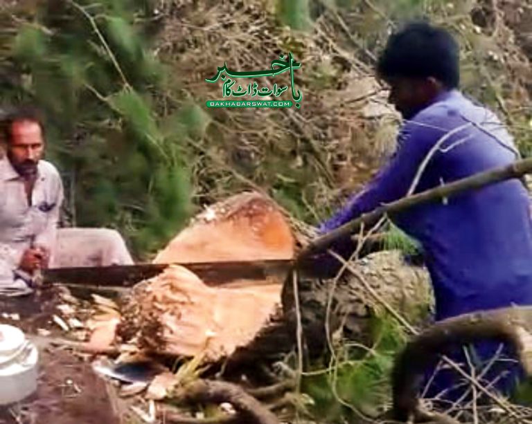 سلام پور، تور کمر اور گودر کے جنگلات میں بے دریغ کٹائی جاری