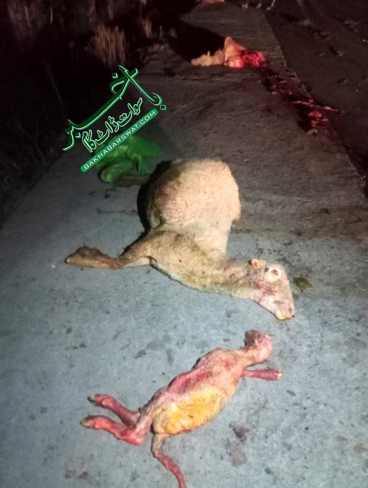 بریکوٹ ملکی دم، مکان پر آسمانی بجلی گرگئی، 13 بکریاں ہلاک