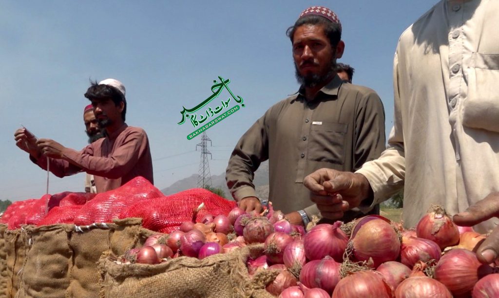 سوات، حالیہ بارشوں کی وجہ سے پیاز کی فصل تباہ، کروڑوں کا نقصان