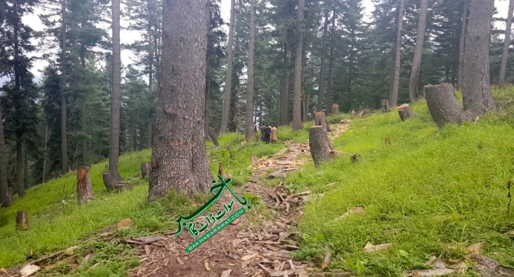 سوات، ڈی سی سوات نے درخت کاٹنے پر پابندی لگا دی