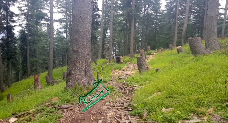 سوات، ڈی سی سوات نے درخت کاٹنے پر پابندی لگا دی