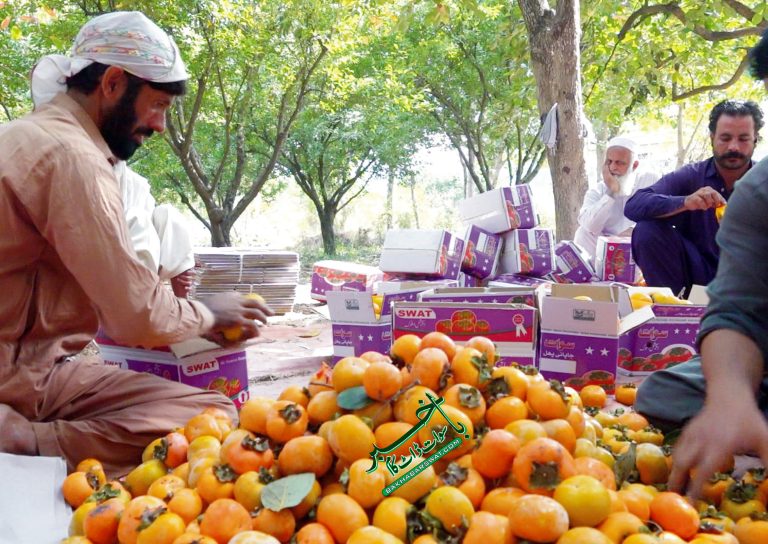 سیزن کے آخری پھل املوک کی فصل تیار ہے، خصوصی رپورٹ