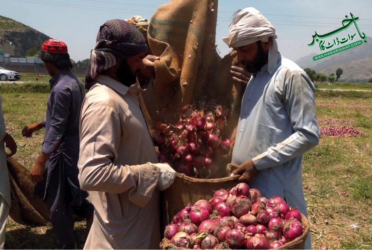 سوات، پیاز کی بہتر پیداوار سے کسان خوش ہیں، خصوصی رپورٹ